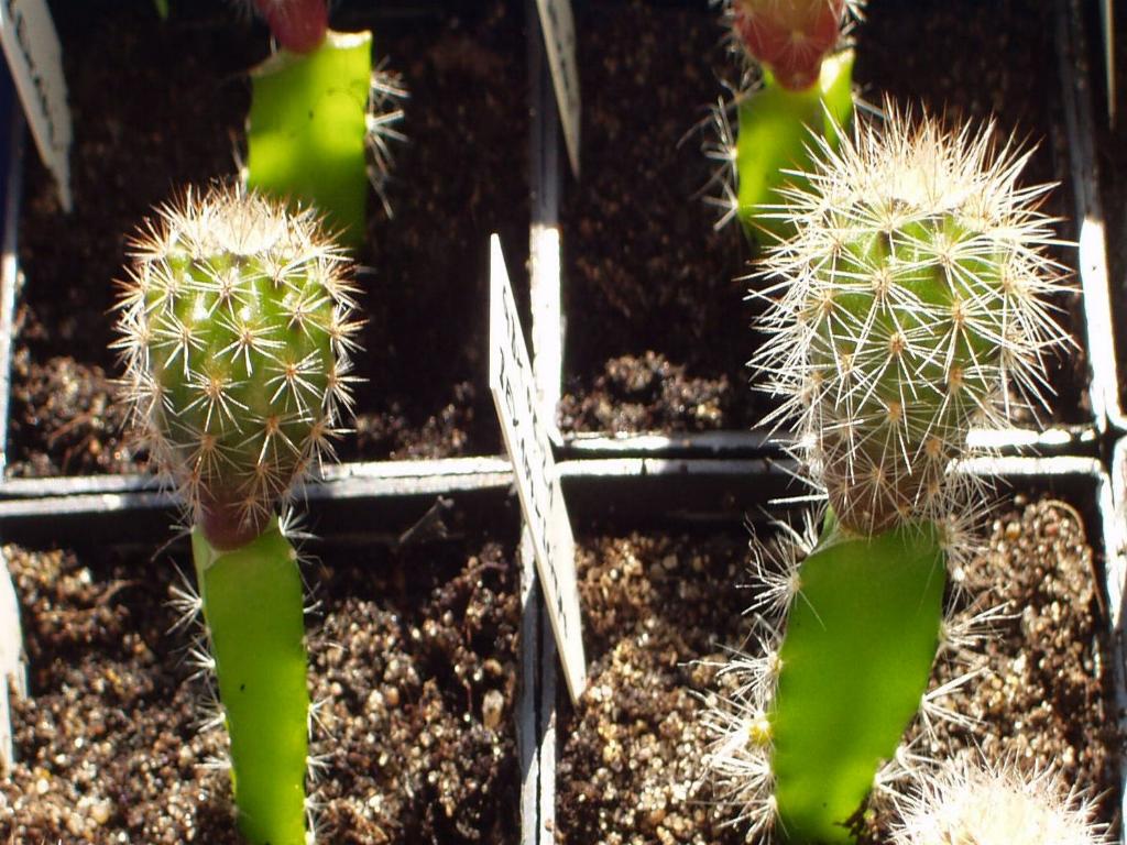 Eigene Echinopsis/Foto 5.jpg